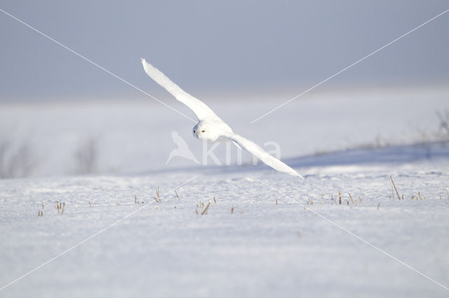 Snowy Owl (Bubo scandiacus)