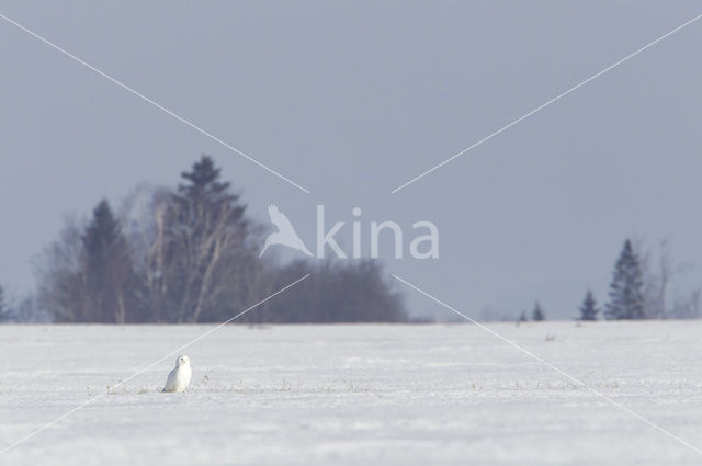 Sneeuwuil (Bubo scandiacus)