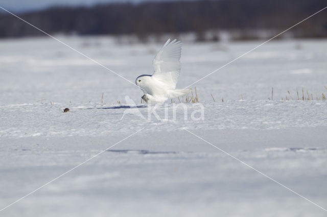 Sneeuwuil (Bubo scandiacus)