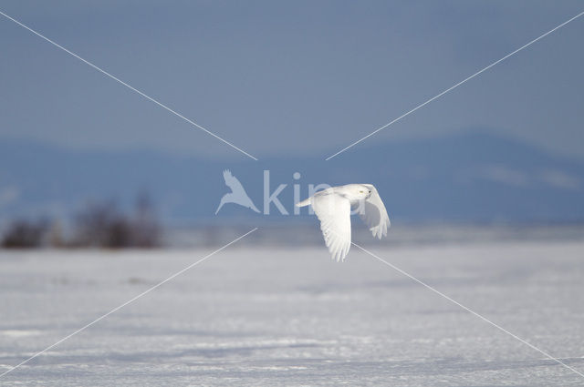 Sneeuwuil (Bubo scandiacus)