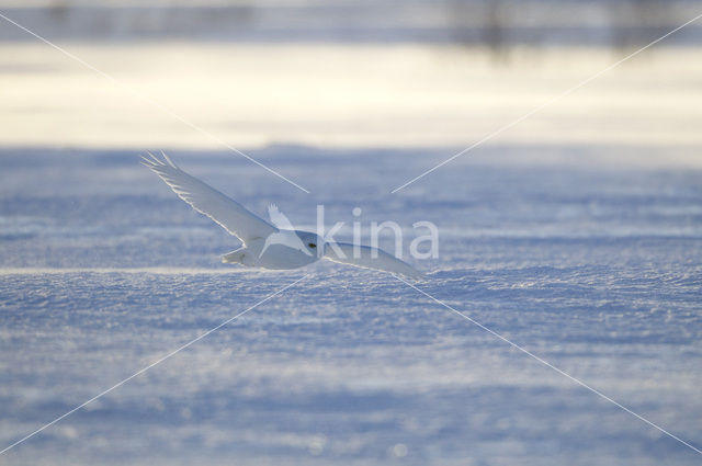 Snowy Owl (Bubo scandiacus)