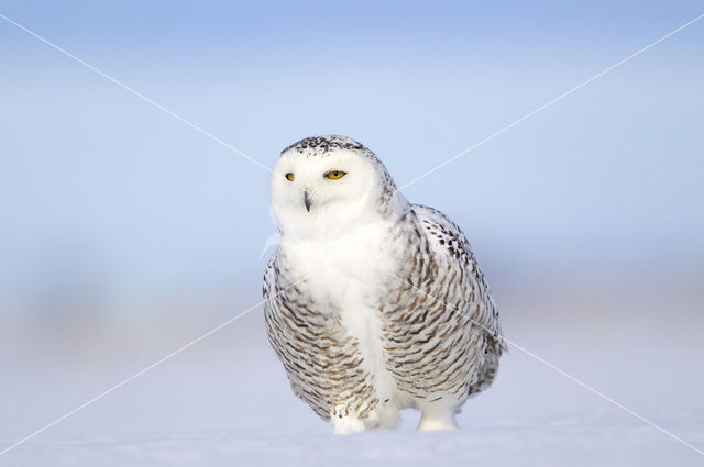 Snowy Owl (Bubo scandiacus)