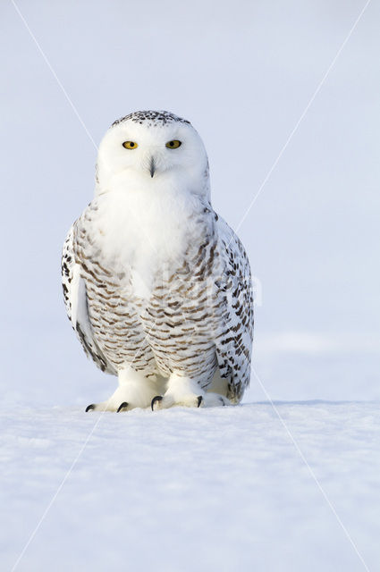 Snowy Owl (Bubo scandiacus)