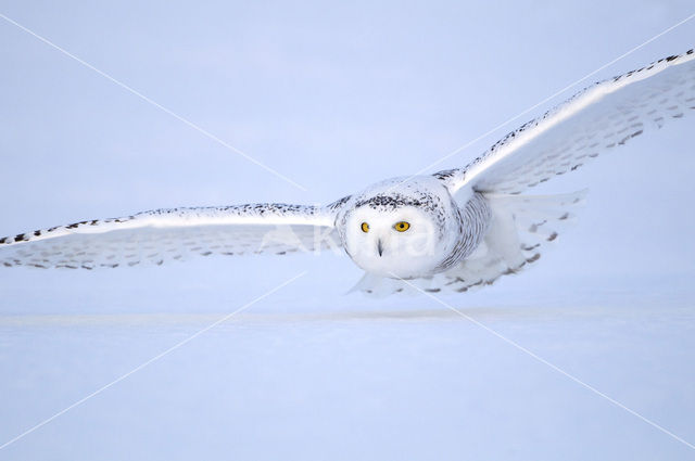 Snowy Owl (Bubo scandiacus)