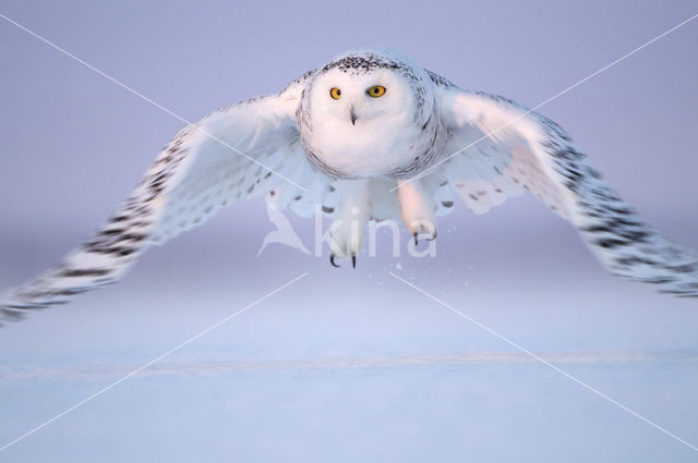 Snowy Owl (Bubo scandiacus)