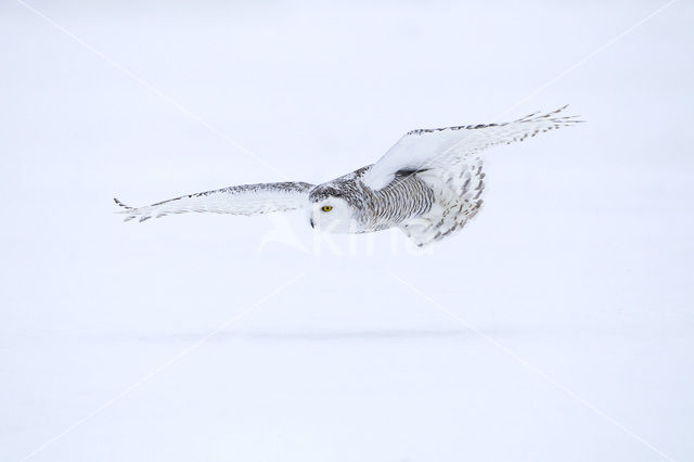 Sneeuwuil (Bubo scandiacus)