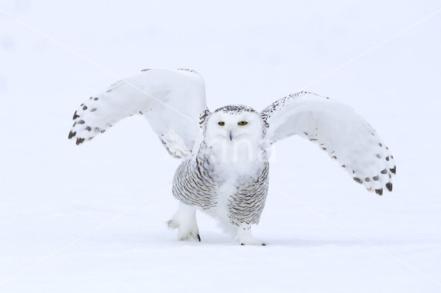 Snowy Owl (Bubo scandiacus)