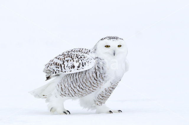 Snowy Owl (Bubo scandiacus)