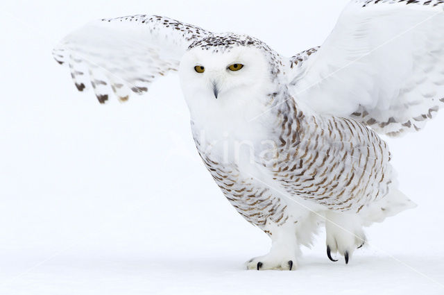 Snowy Owl (Bubo scandiacus)