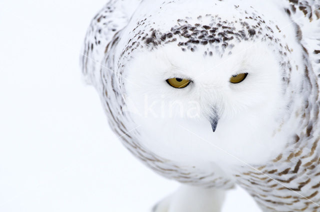 Snowy Owl (Bubo scandiacus)