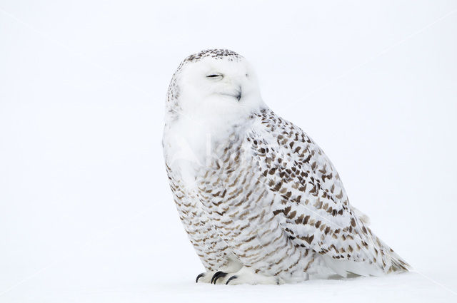 Sneeuwuil (Bubo scandiacus)