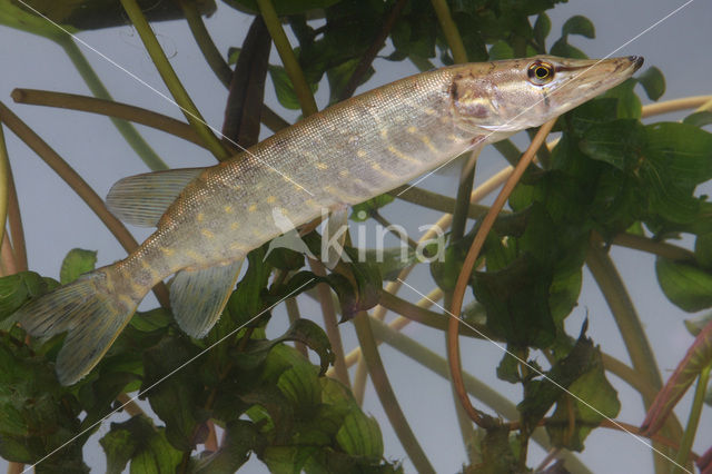 Northern Pike (Esox lucius)