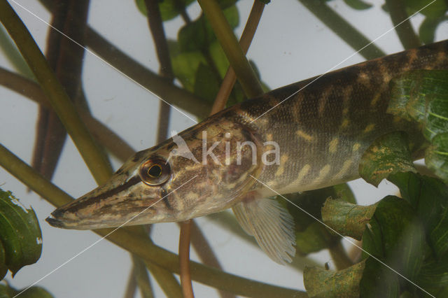 Northern Pike (Esox lucius)