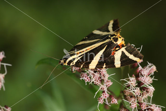 Spaanse vlag (Euplagia quadripunctaria)