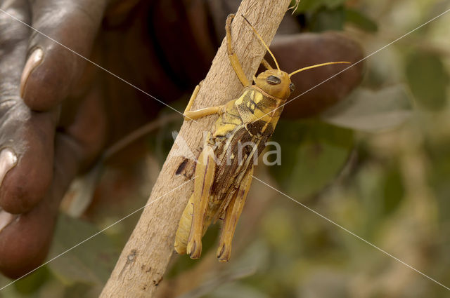 Grasshopper