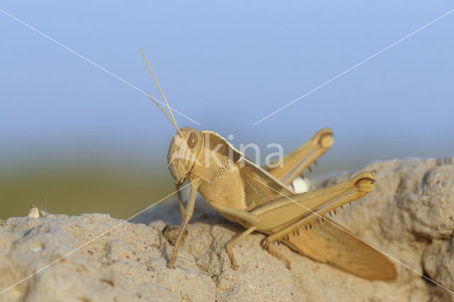 Grasshopper