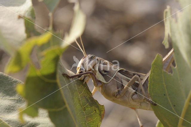 sprinkhaan sp.