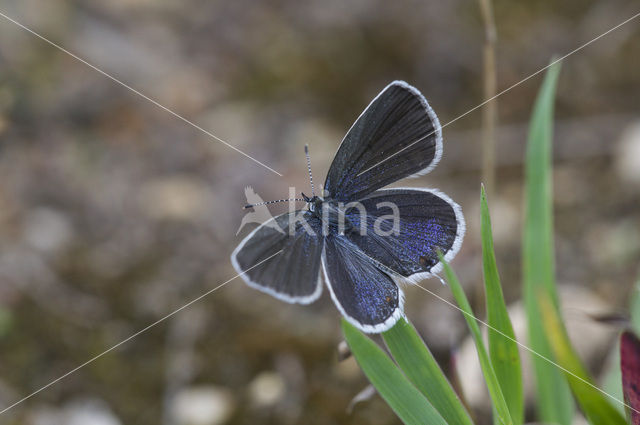 Short-tailed Blue (Cupido argiades)