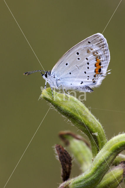 Short-tailed Blue (Cupido argiades)