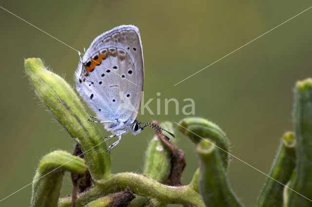 Short-tailed Blue (Cupido argiades)