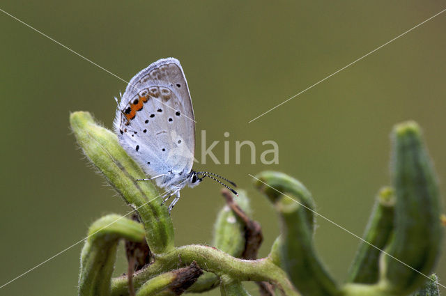 Short-tailed Blue (Cupido argiades)