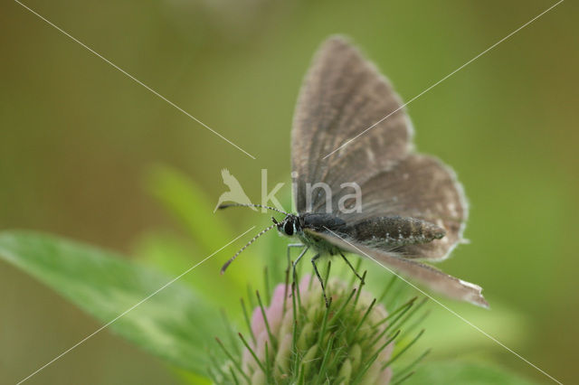 Short-tailed Blue (Cupido argiades)