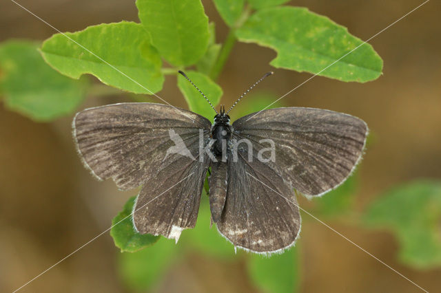 Short-tailed Blue (Cupido argiades)