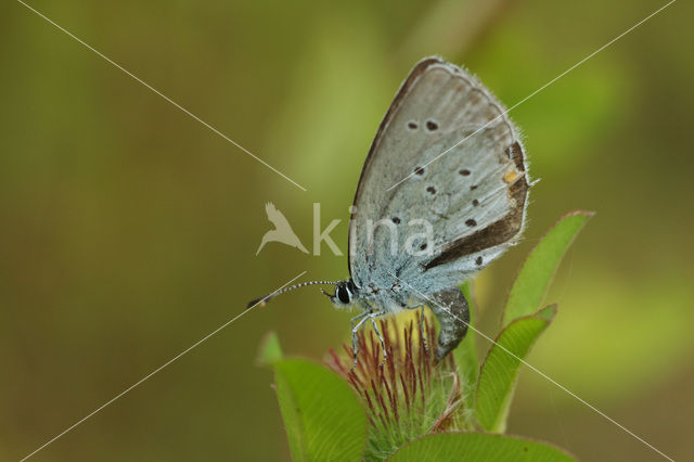 Short-tailed Blue (Cupido argiades)