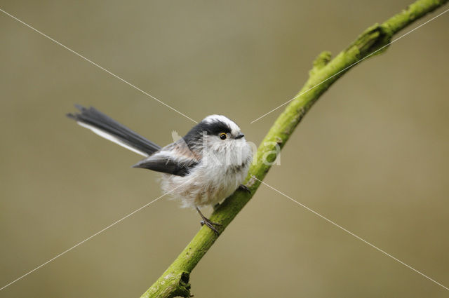 Long-tailed Tit (Aegithalos caudatus)