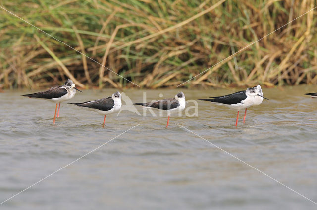 Steltkluut (Himantopus himantopus)