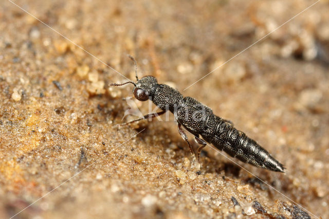Stenus brunnipes