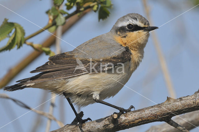 Northern Wheatear (Oenanthe oenanthe)