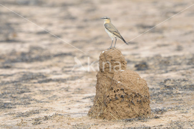 Northern Wheatear (Oenanthe oenanthe)