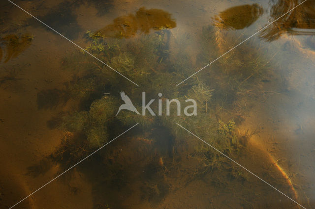 Teer vederkruid (Myriophyllum alterniflorum)