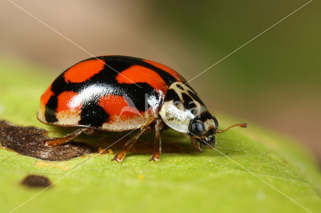 Tienstippelig lieveheersbeestje (Adalia decempunctata)