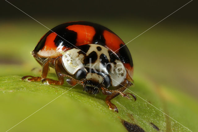 10 spot Ladybird