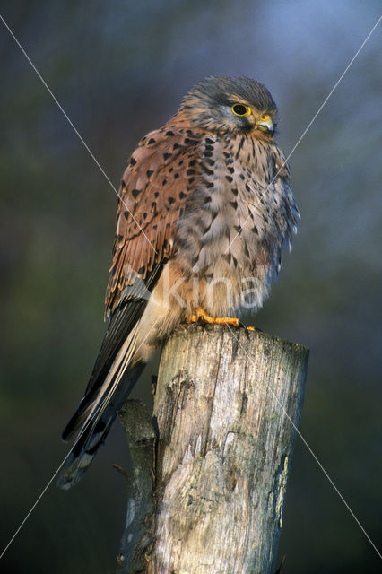 Common Kestrel (Falco tinnunculus)