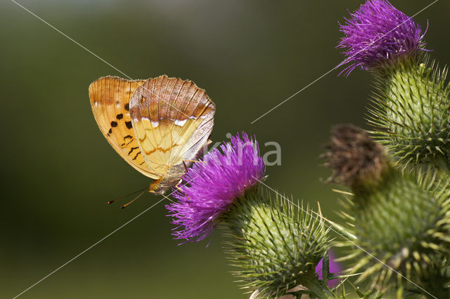 Tsarenmantel (Argynnis laodice)