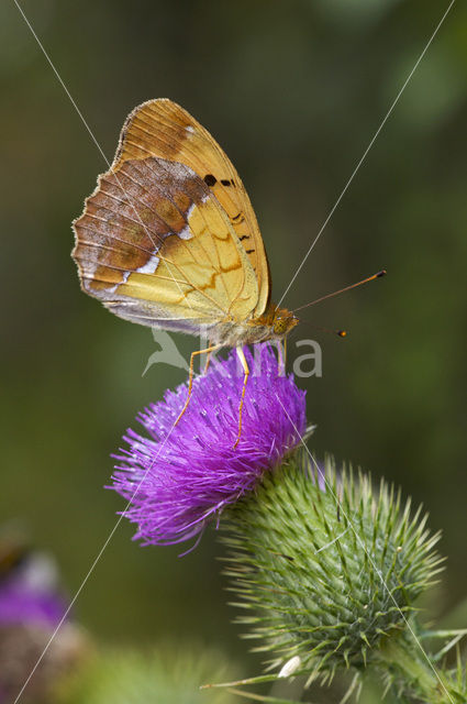 Pallas’s Fritillary (Argynnis laodice)