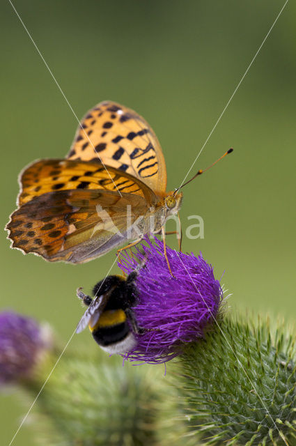 Pallas’s Fritillary (Argynnis laodice)