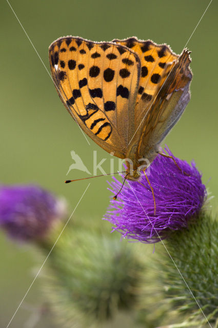 Pallas’s Fritillary (Argynnis laodice)