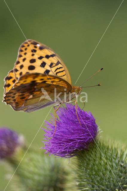 Pallas’s Fritillary (Argynnis laodice)