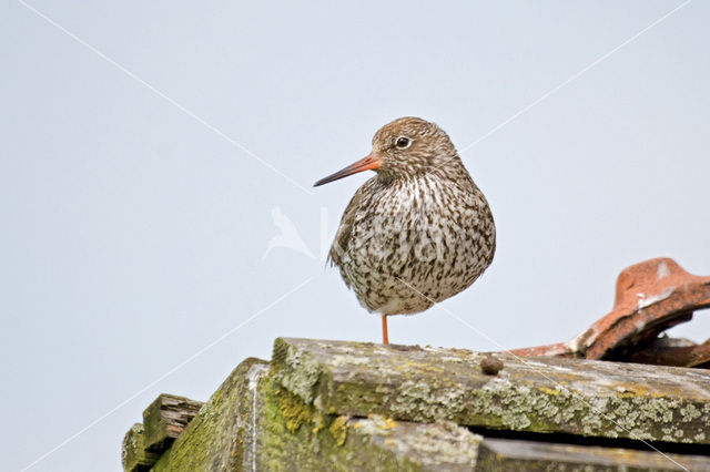 Common Redshank (Tringa totanus)