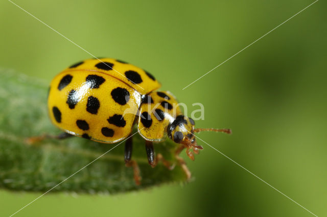 22 spot Ladybird