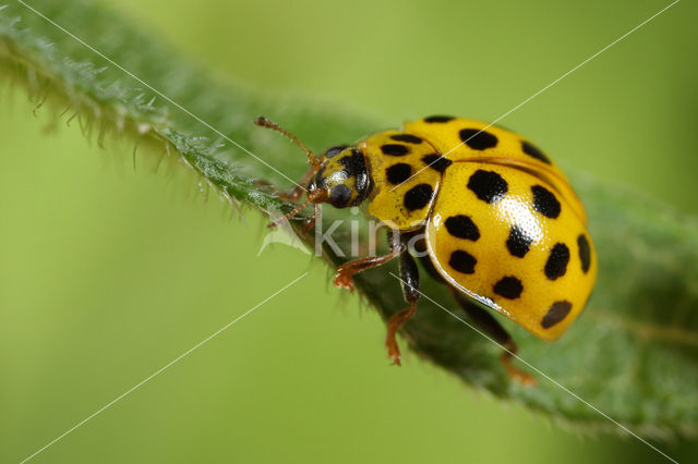 22 spot Ladybird