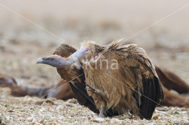 Eurasian Griffon (Gyps fulvus)