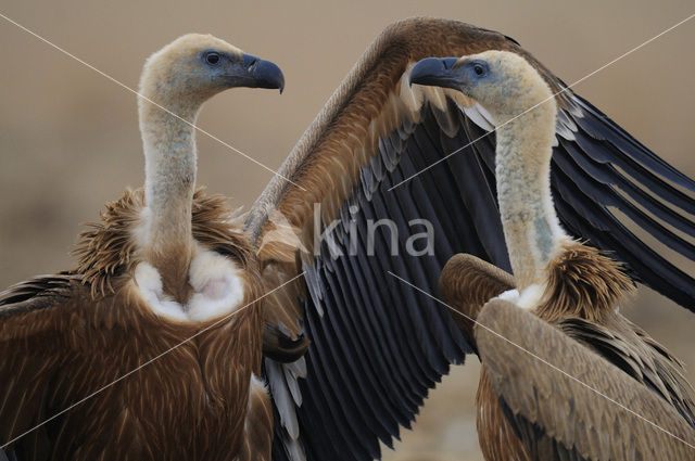 Eurasian Griffon (Gyps fulvus)