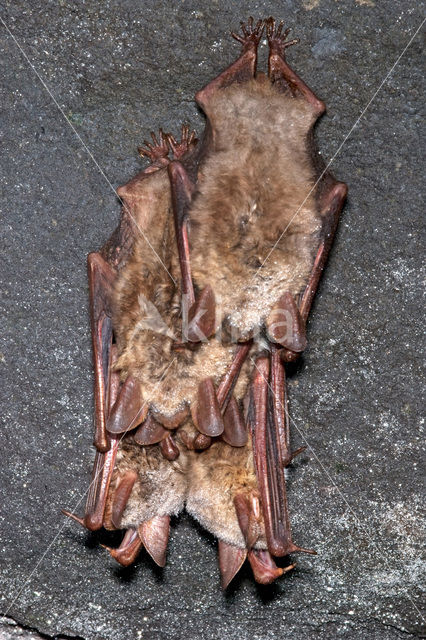 Mouse-eared Bat (Myotis myotis)