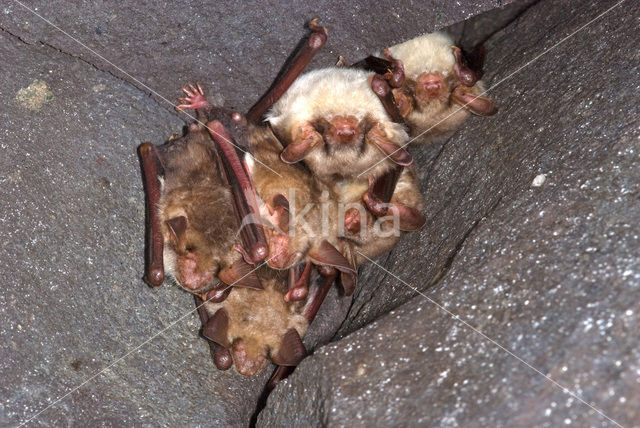 Mouse-eared Bat (Myotis myotis)