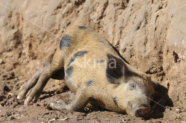 Varken (Sus domesticus)